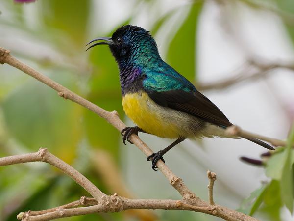 <h3><a href="/trips/tanzania/biota/animalia/chordata/aves/040 passeriformes/112 nectariniidae/cinnyris venustus/cinnyris venustus-nl.html">Cinnyris&nbsp;venustus</a> / Variable&nbsp;sunbird / Ornaathoningzuiger</h3>OM-1 Mark II met OLYMPUS M.150-400mm F4.5, 1/500 sec  bij F4.5, ISO 2000, afstand 6.27&nbsp;m